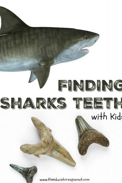 Finding Sharks Teeth