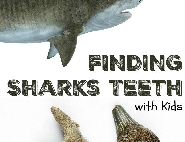 Finding Sharks Teeth