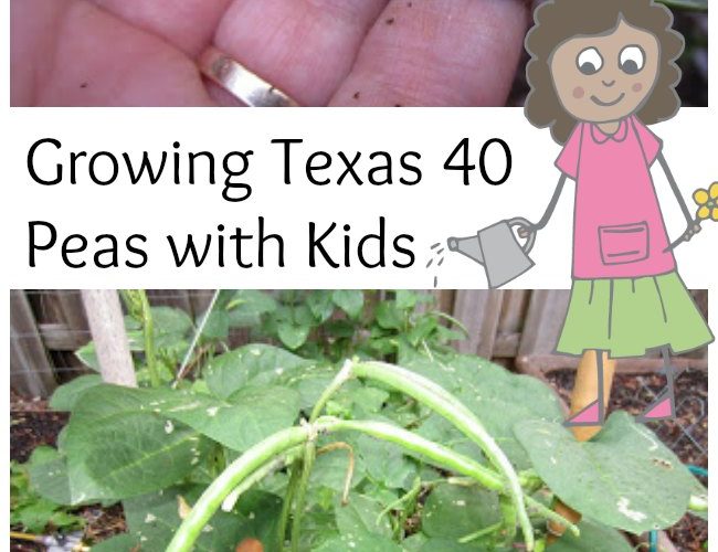 Growing Texas 40 Peas