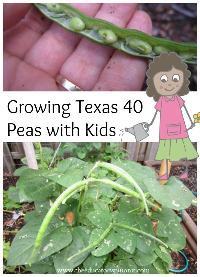 Growing Texas 40 Peas 