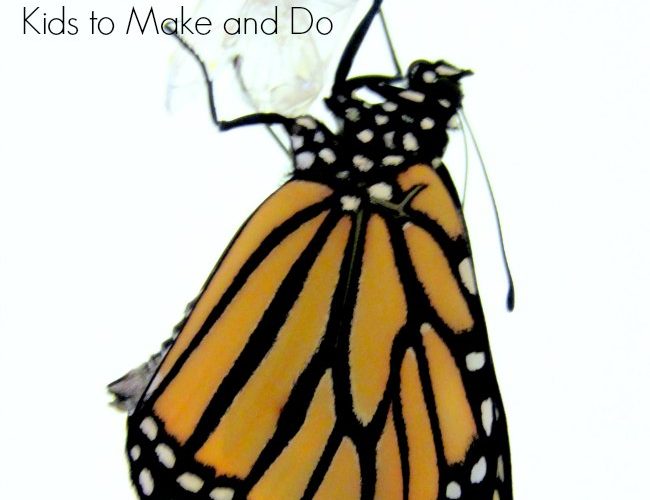 Monarch Butterfly learning activities for Kids