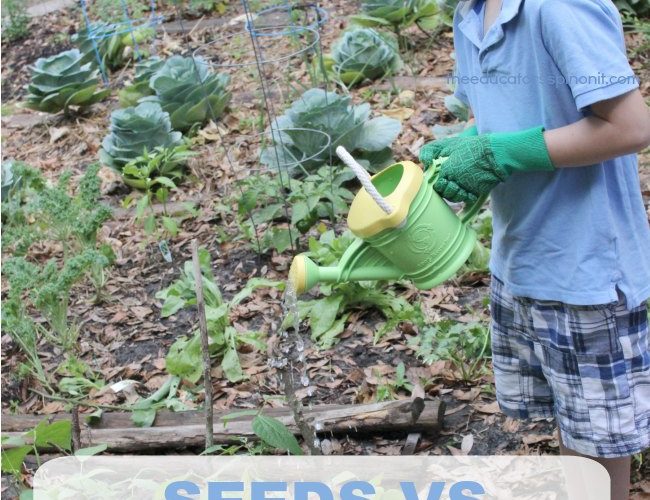 Seeds vs Transplants: What should you choose when gardening with kids?