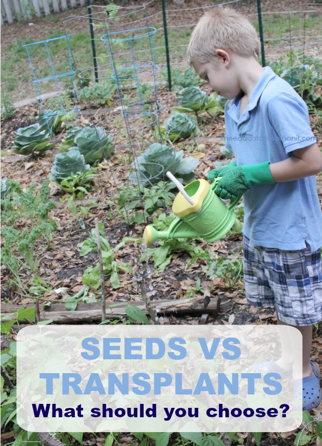 Seeds vs Transplants: What should you choose when gardening with kids?