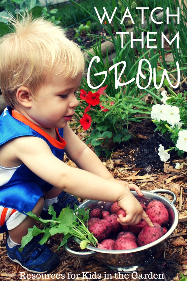 Growing Potatoes with kids, gardening kids