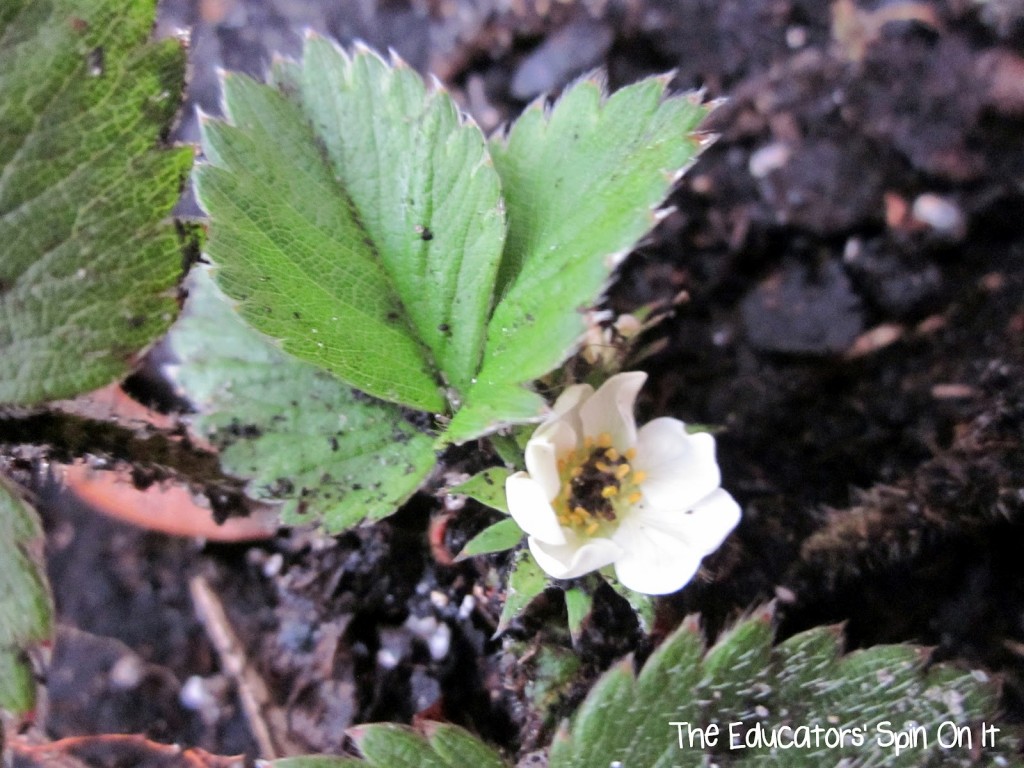 Strawberry Blooming in Spring