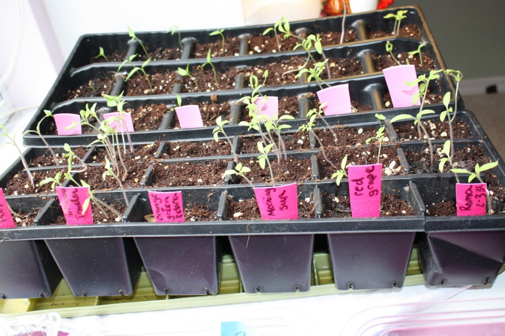Growing Seeds Indoors with Kids 