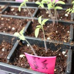 Starting Seeds Indoors with Kids