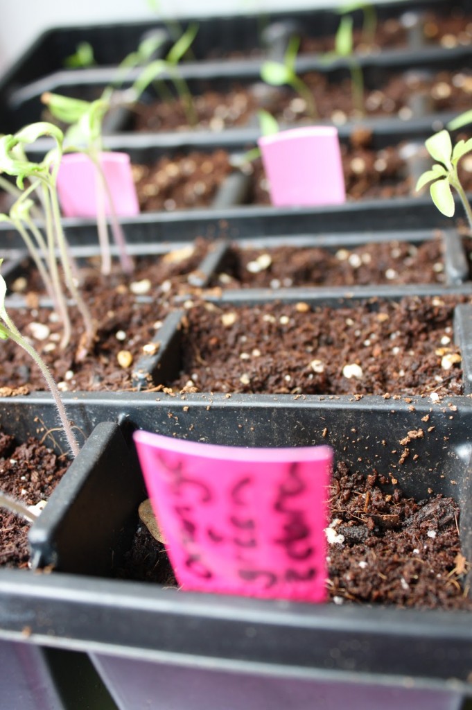 Starting Seeds Indoors with Kids 