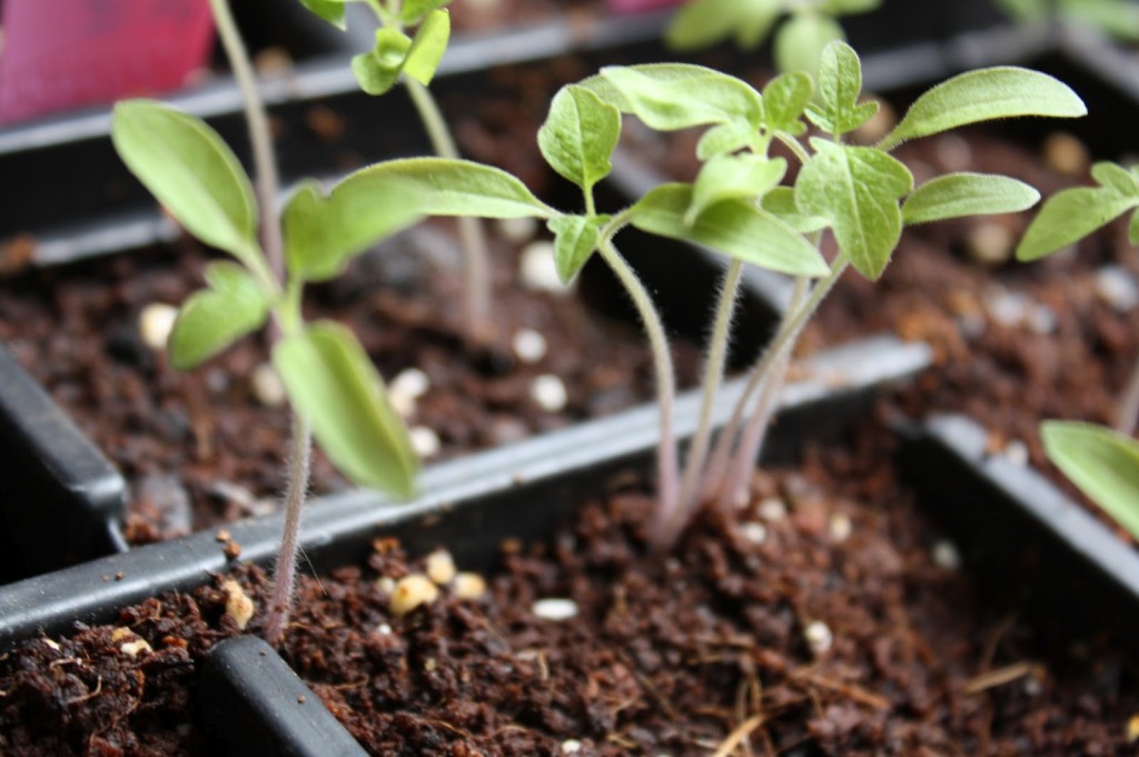 Starting Seeds Indoors with Kids 