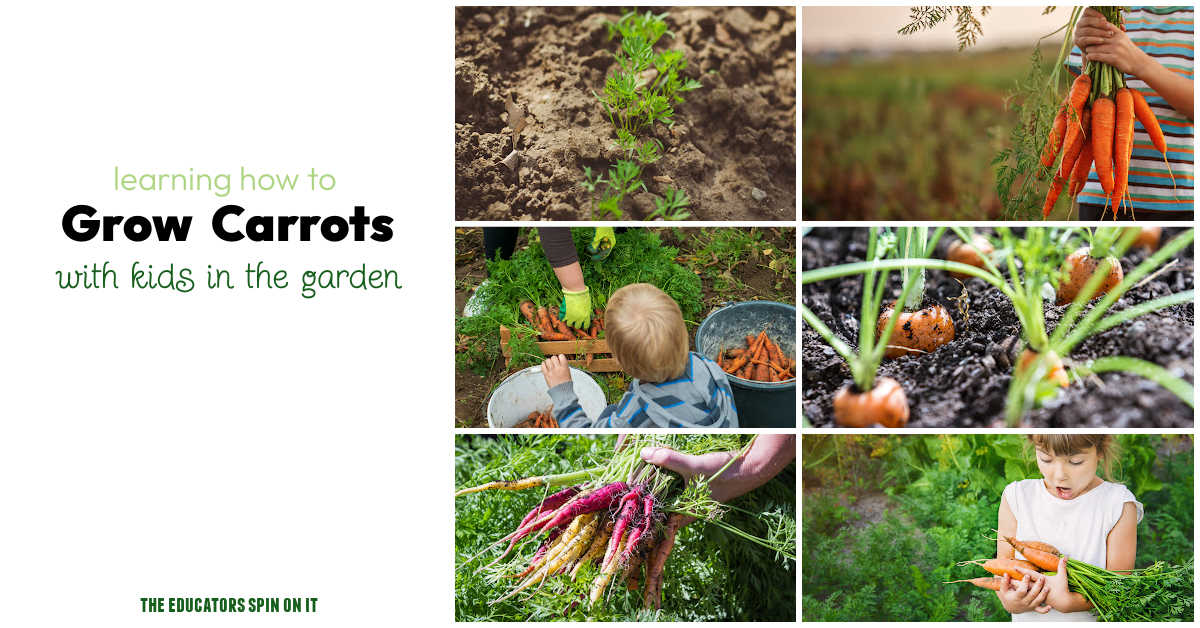 Growing Carrots with kids gets them excited about eating healthy!