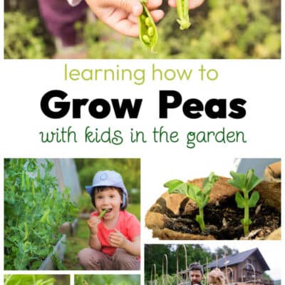 Growing Peas with Kids in the Garden