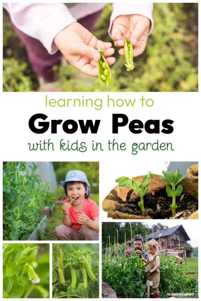 Learning How to Grow Peas with Kids in your Garden