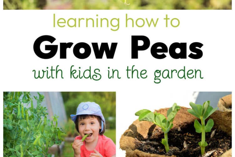 Learning How to Grow Peas with Kids in your Garden