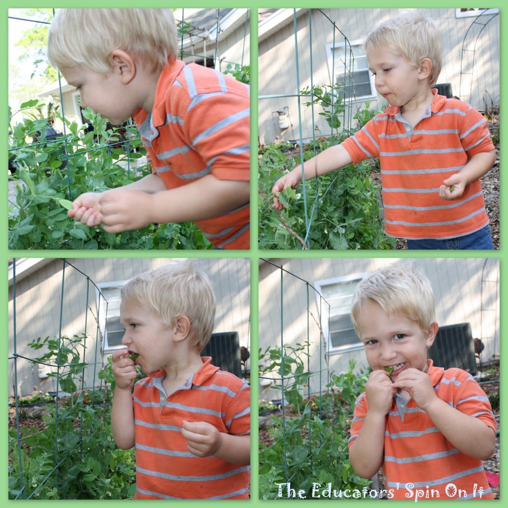 Growing and Picking peas with young children