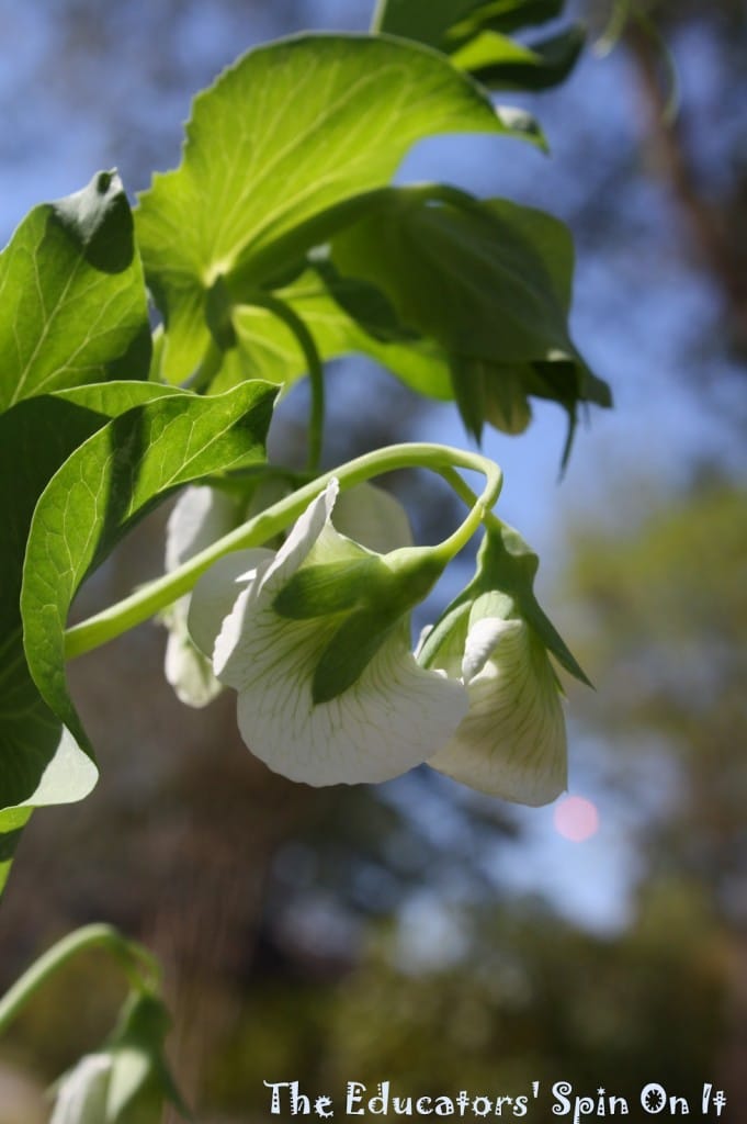 Tips for Growing Peas with Kids 