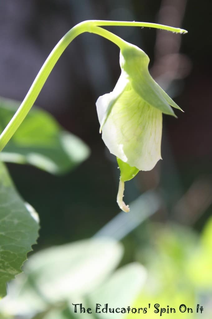 Growing Peas with Kids 