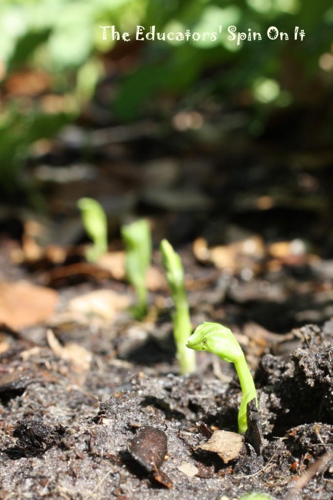 Growing Peas with Kids in Backyard Garden