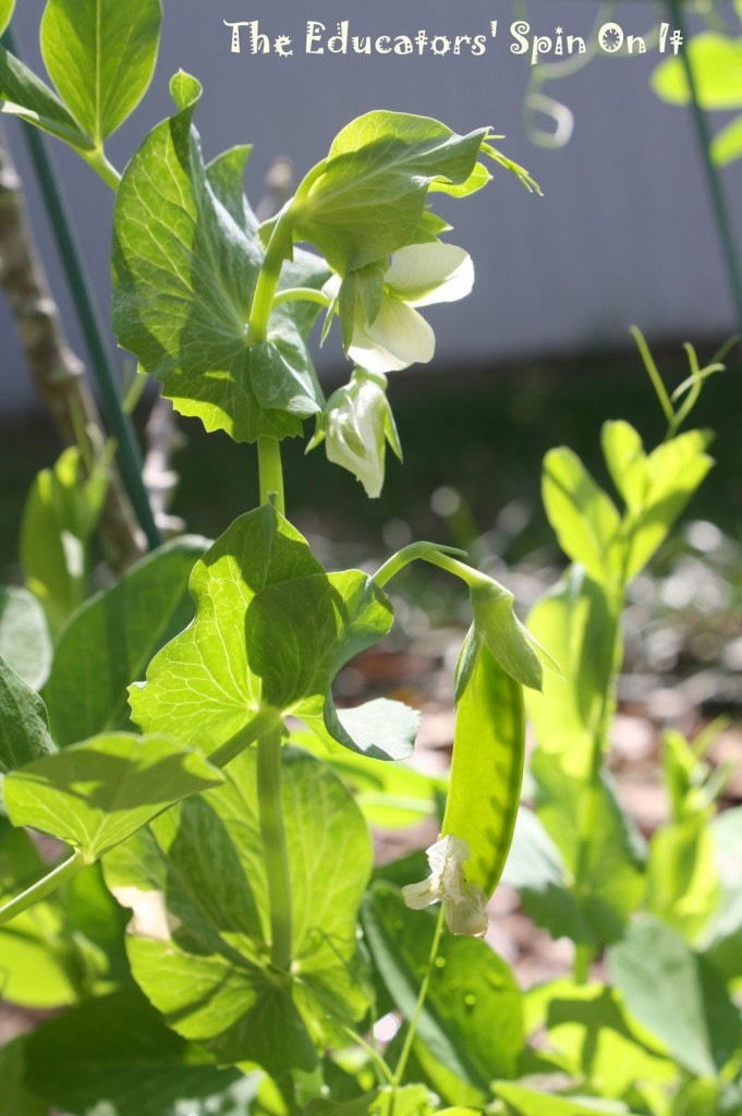 Growing Peas with Kids 