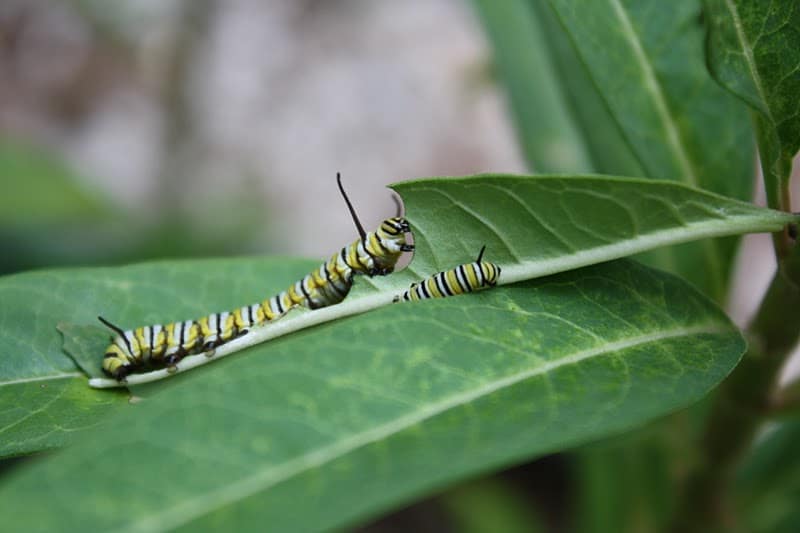 Monarch Caterpillar eating milkweed