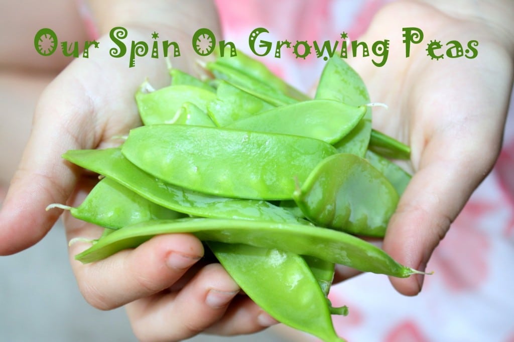 Growing Peas with Kids