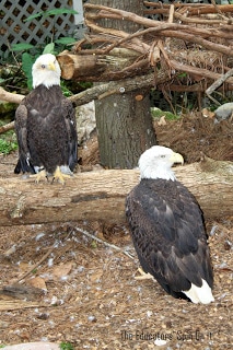 eagles at the zoo