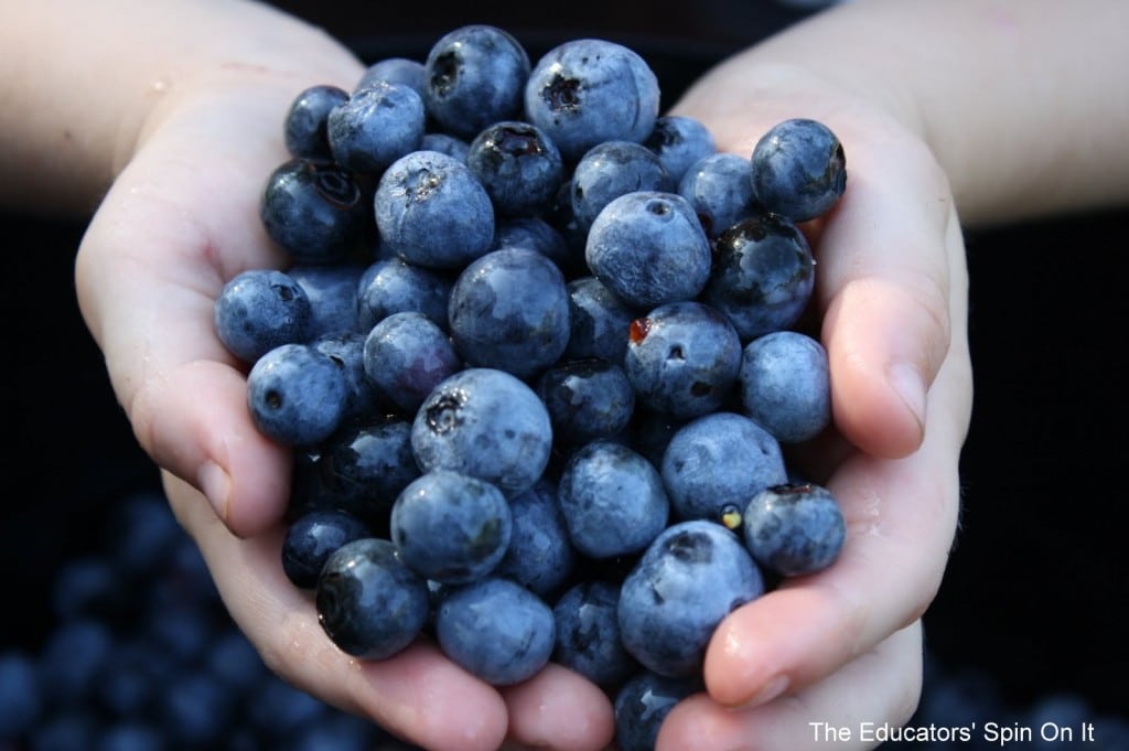 Blueberries in child's hands sharing 30+ Blueberry recipes for kids