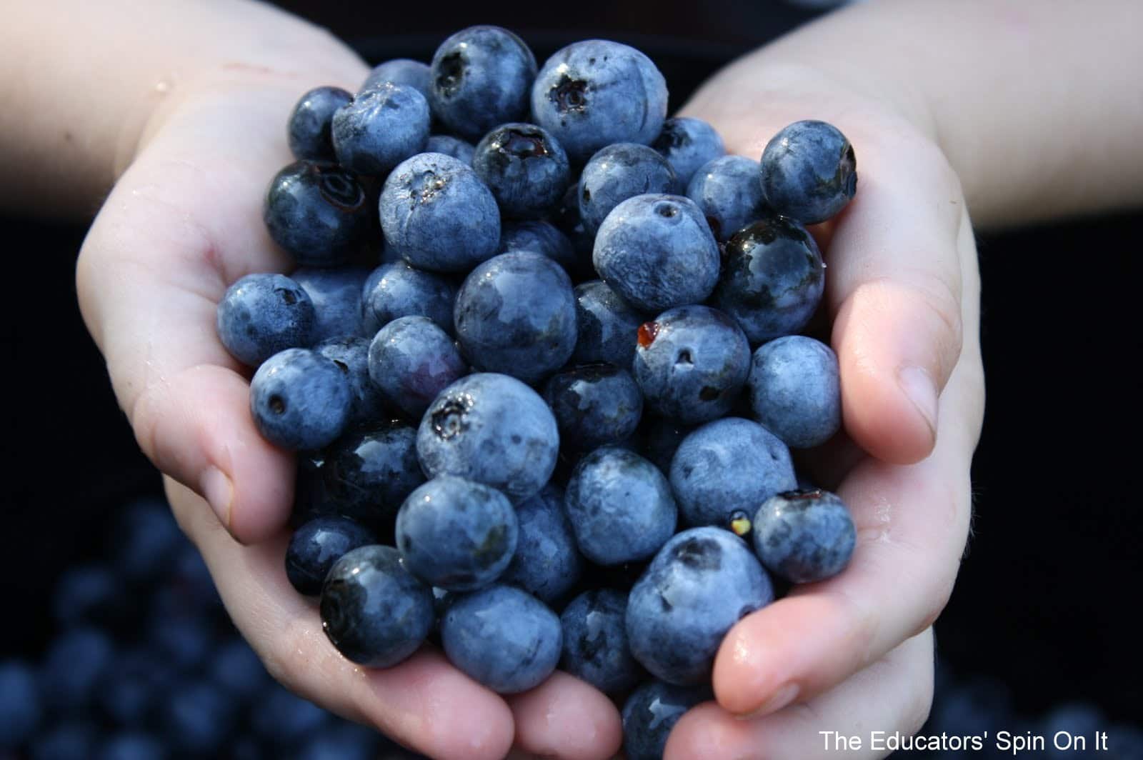 Blueberry Activities, Books, And Recipes - The Educators' Spin On It