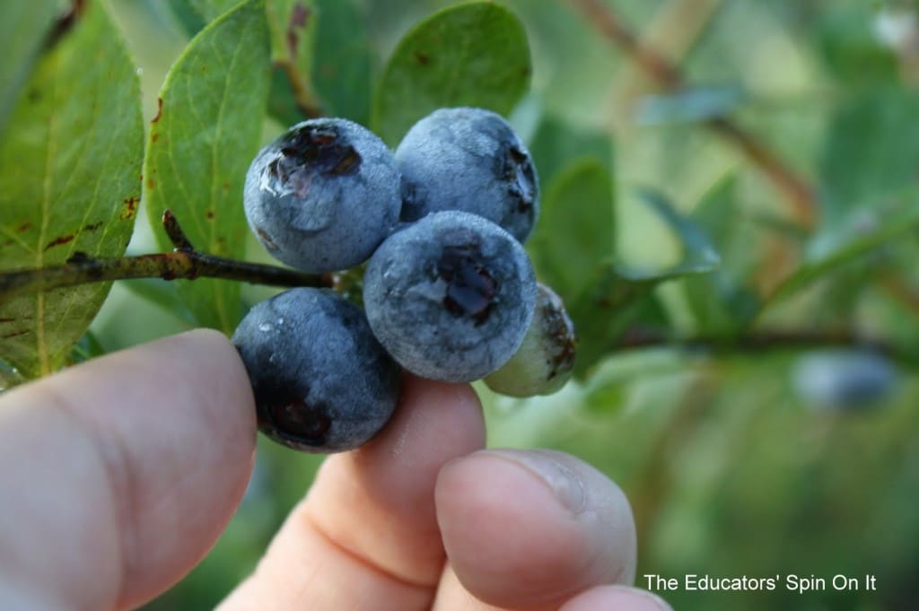 picking blueberries with children