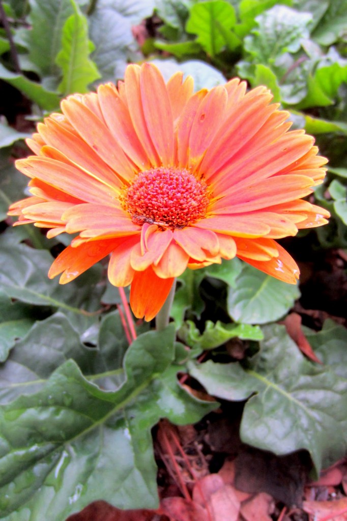 Gerber Daisy flowers for ideas for which flowers to grow with kids