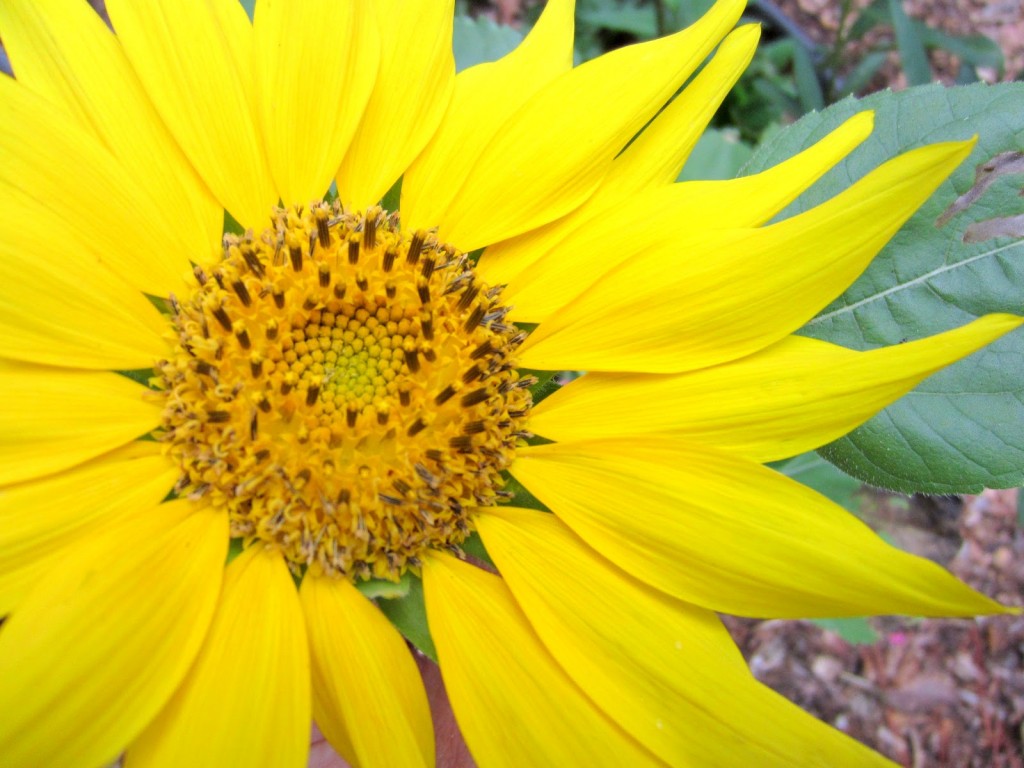 Growing sunflowers with kids in your garden