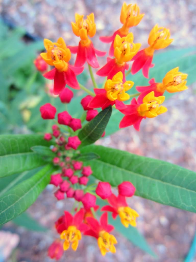 Growing milkweed with kids 