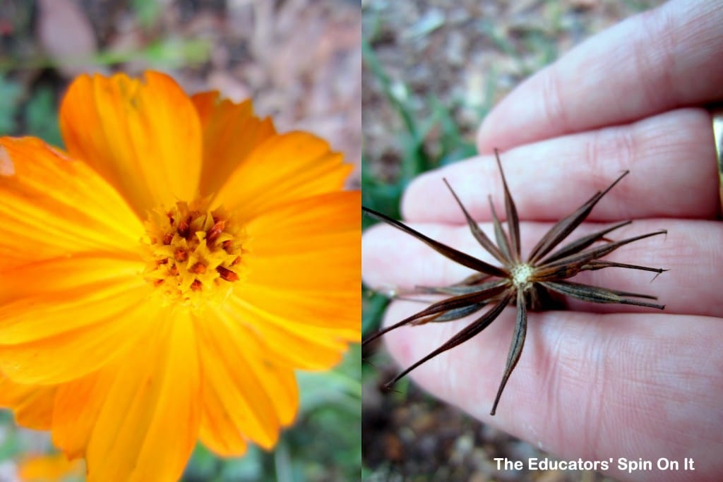 Flowers to plant for seed harvesting with kids