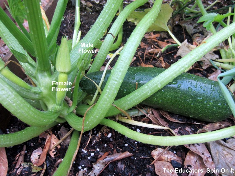 ALL about growing ZUCCHINI The Educators' Spin On It