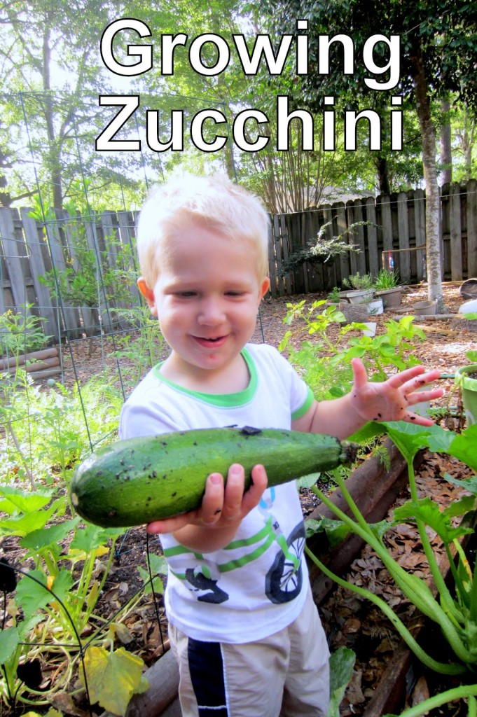 Growing Zucchini with Kids in Backyard Garden