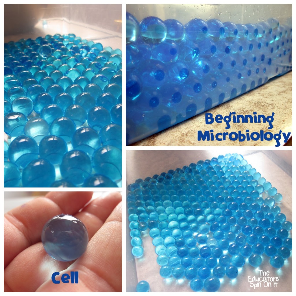 A Beginning Lesson for kids of Microbiology with Water Beads 
