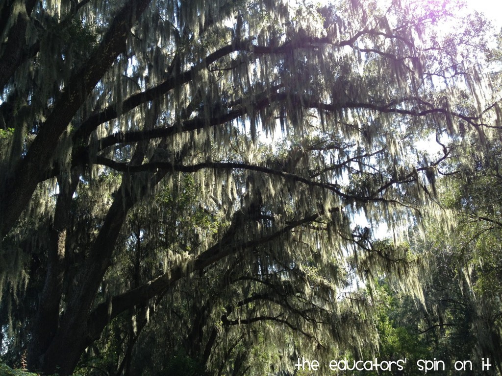 Air Moss on Oak Trees in Florida on walk home from school