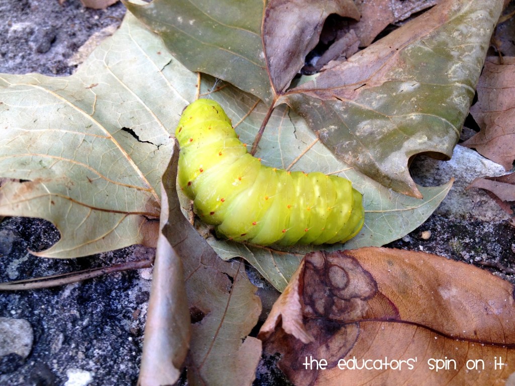 Caterpillar on Leaves in Florida