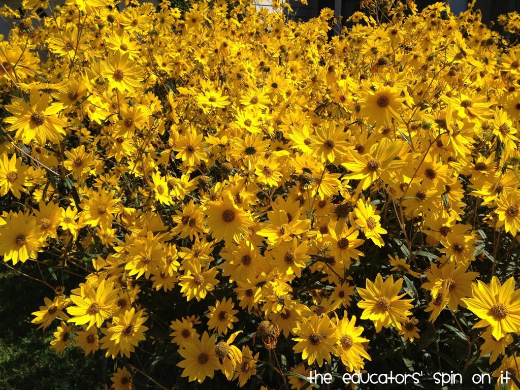 Florida Swamp Flowers 