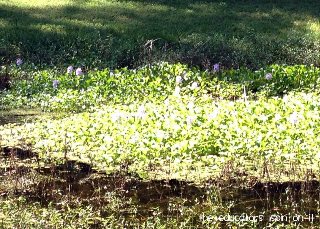 Purple Flowers in Water in Florida 