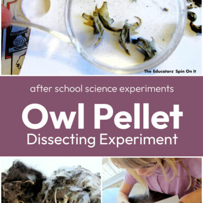 Dissecting Owl Pellets: After School Science Experiment