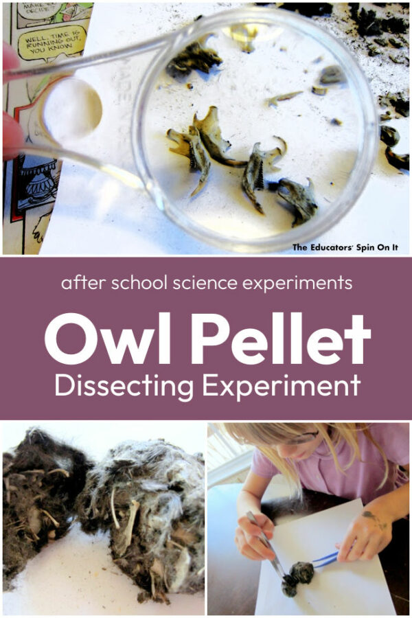 Dissecting Owl Pellets: After School Science Experiment - The Educators ...