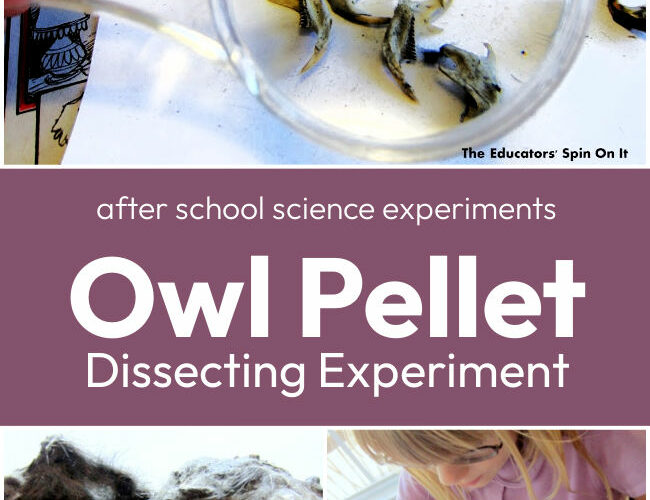 Dissecting Owl Pellets Science Experiment for Kids