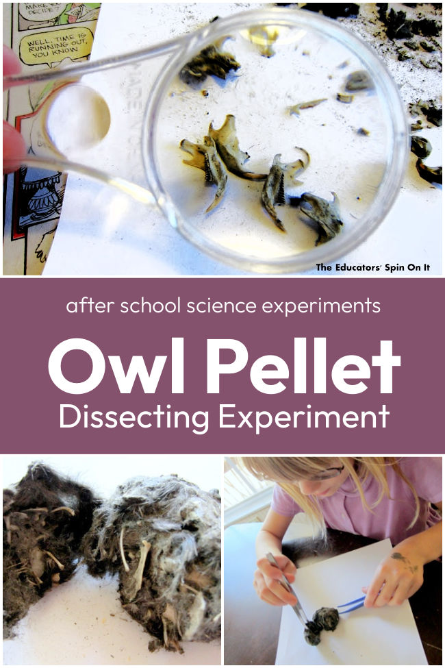 Dissecting Owl Pellets Science Experiment for Kids