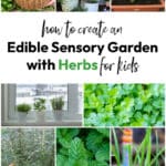 Creating an Edible Sensory Garden for Children with Herbs