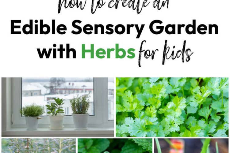 Creating an Edible Sensory Garden for Children with Herbs