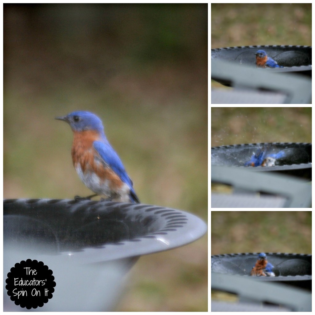 blue bird in bird bath for bird watching with kids outdoors