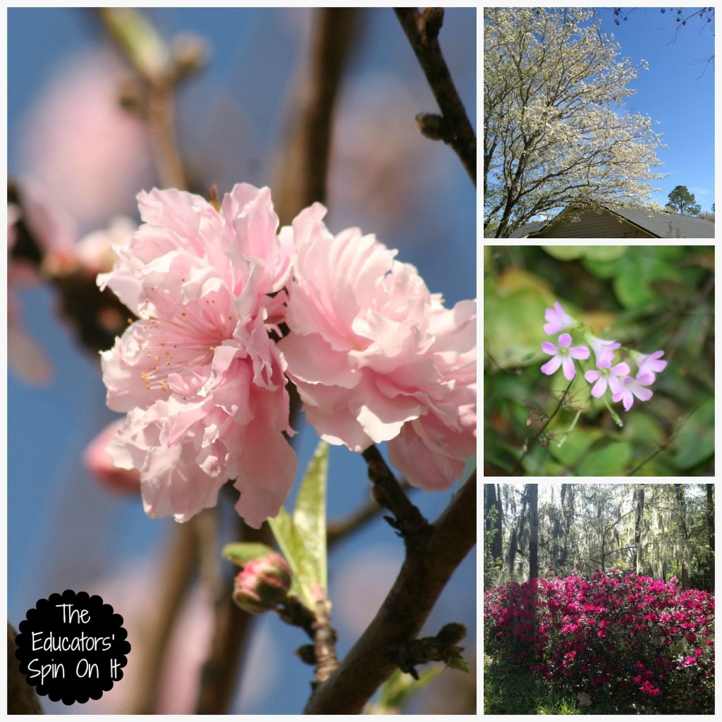 spring flowers on trees and bushes to discover during spring walk