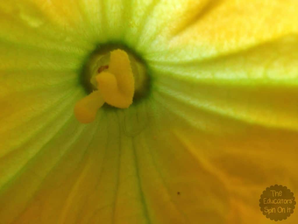 female zucchini flower 