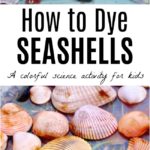 How to Dye seashells with kids. A science lesson with vinegar and egg dye or food coloring that creates rainbow seashells.