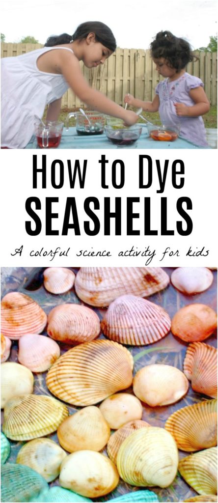 How to Dye seashells with kids. A science lesson with vinegar and egg dye or food coloring that creates rainbow seashells. 